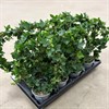 HEDERA 11 CM BÅGE 1X12
